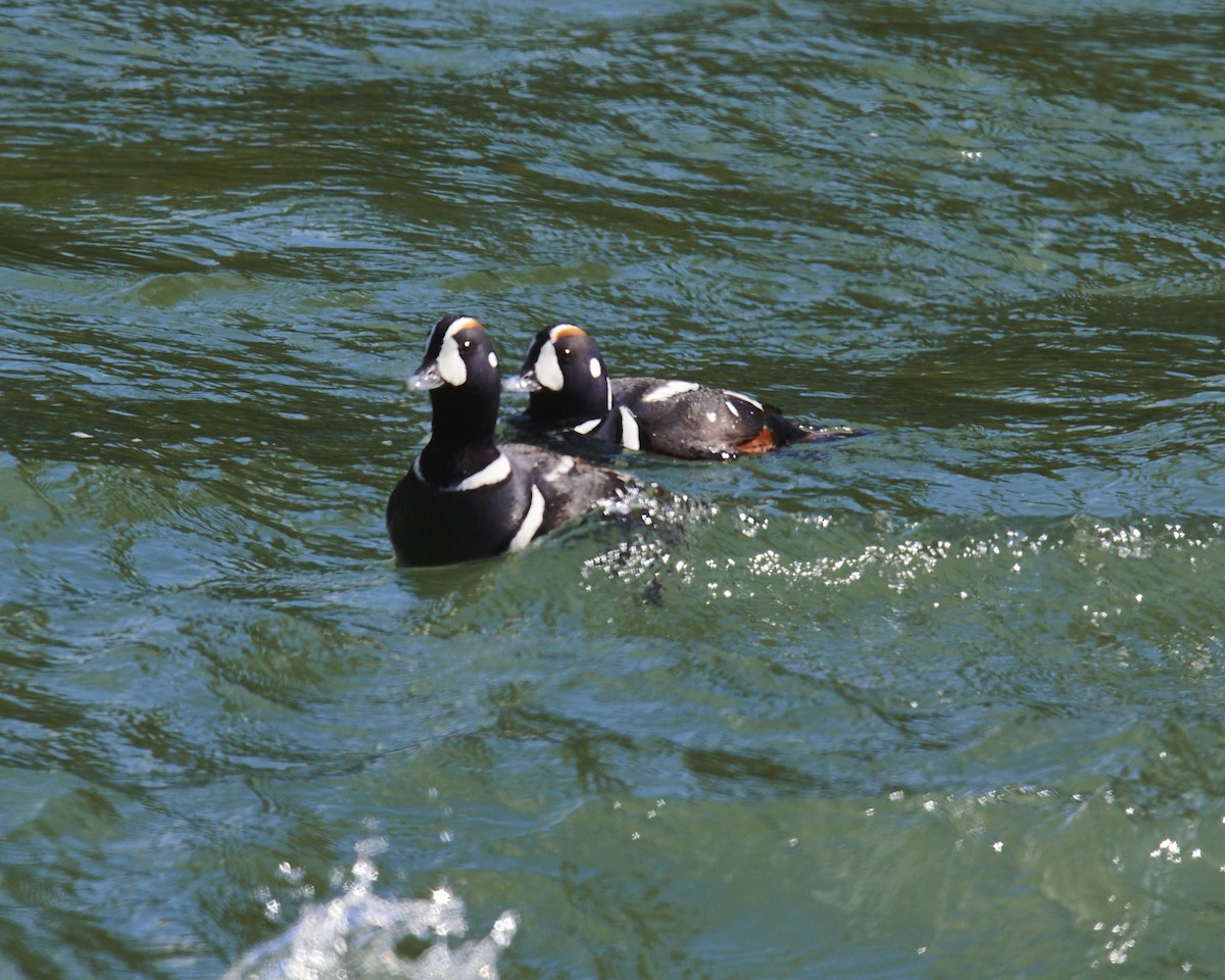 Harlequin Duck - ML459066381