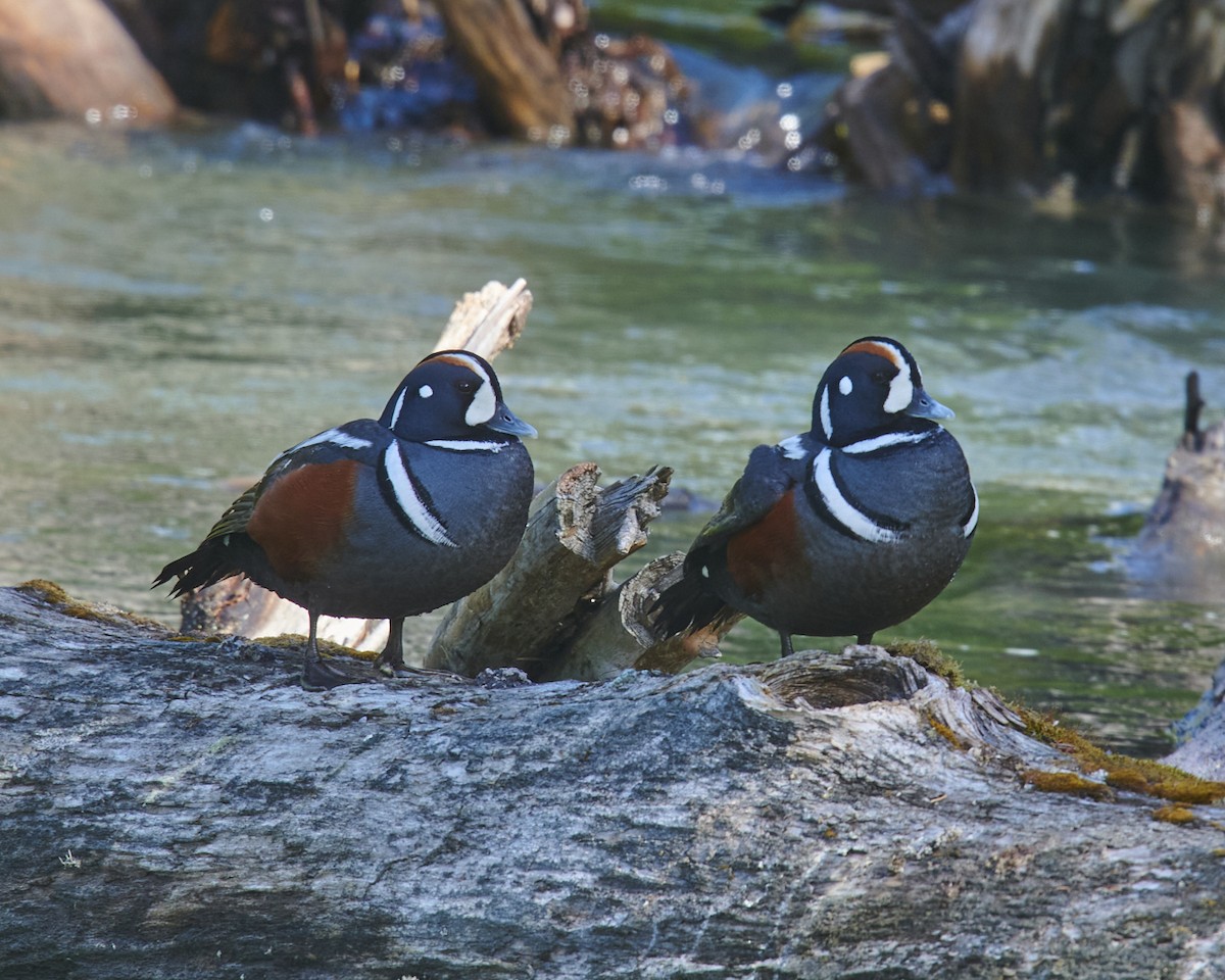 Harlequin Duck - ML459066391