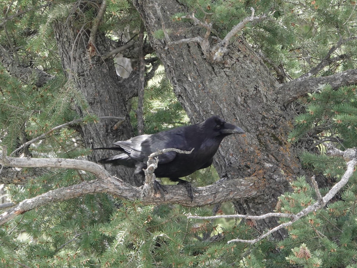 Хон хэрээ - ML459066441