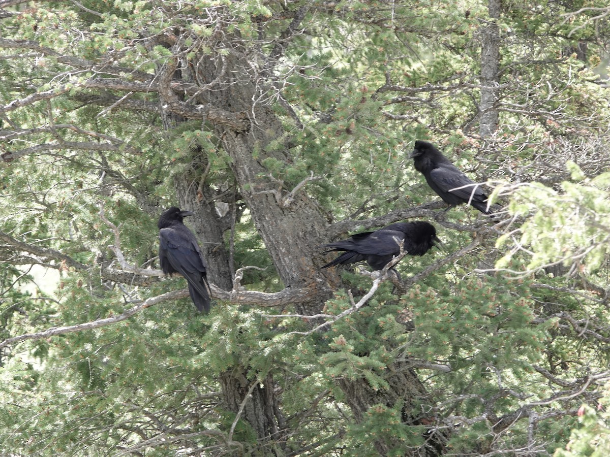 Хон хэрээ - ML459066451
