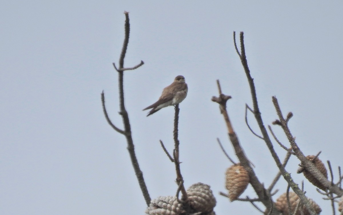 Northern Rough-winged Swallow - Sam Talarigo