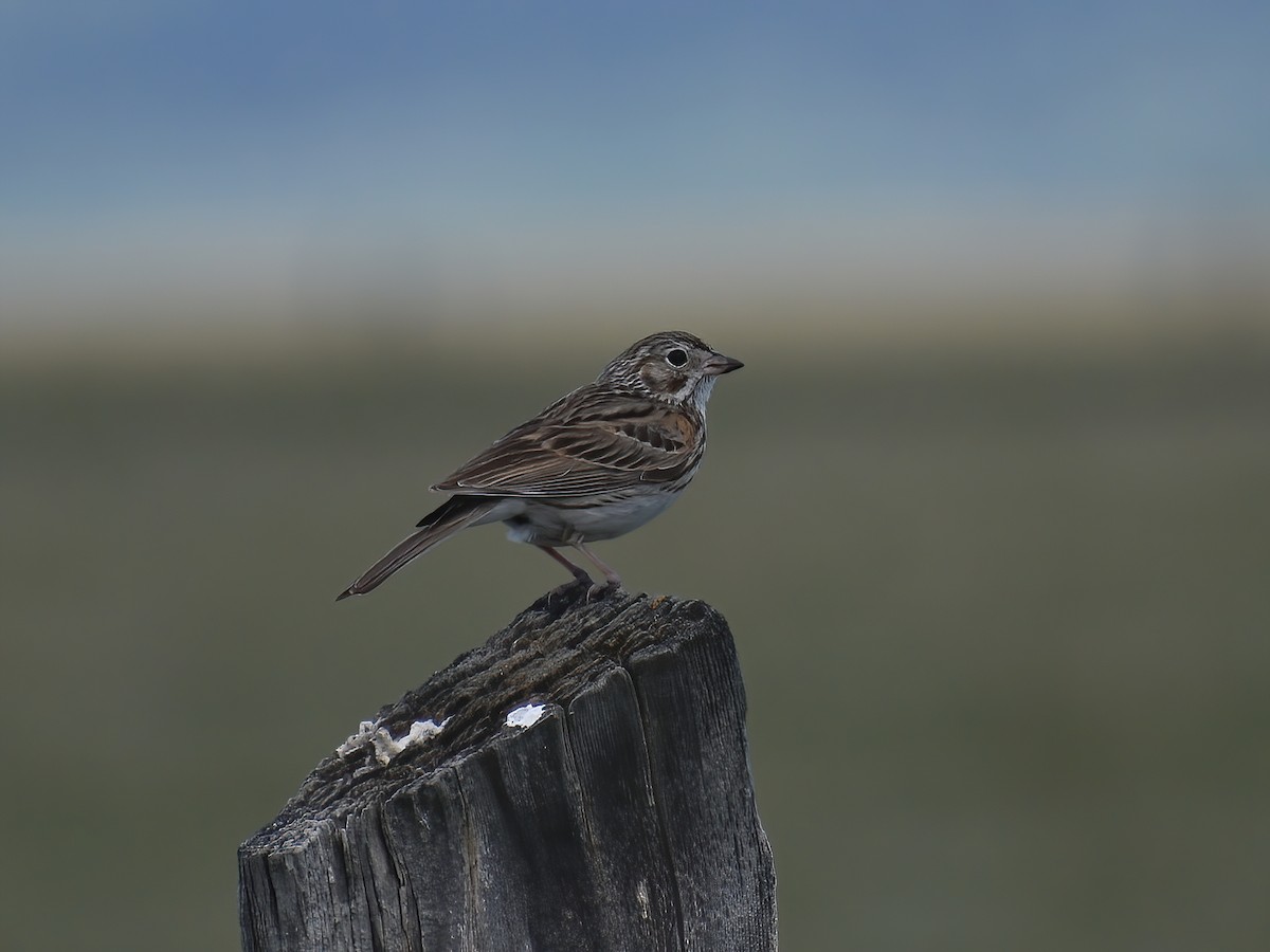 Vesper Sparrow - ML459069771