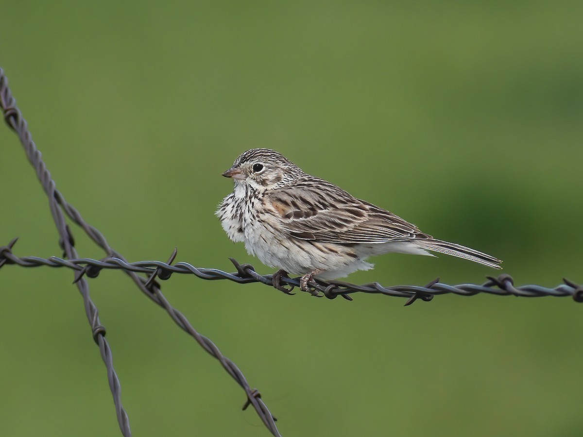 Vesper Sparrow - ML459069821