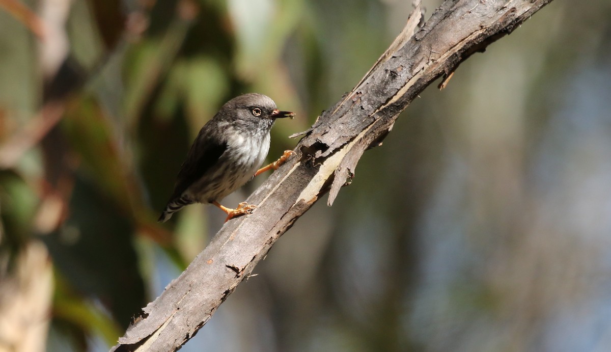 Varied Sittella - ML459070031