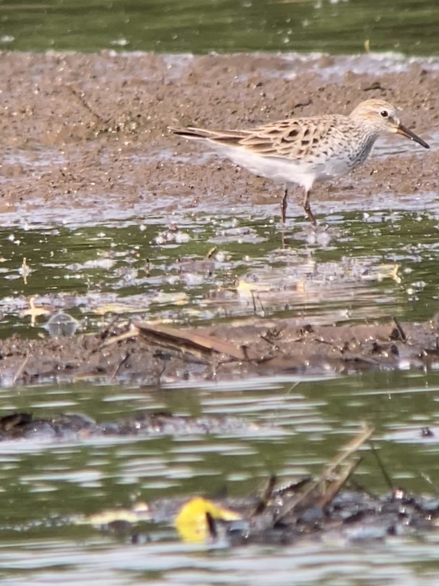 White-rumped Sandpiper - ML459070701