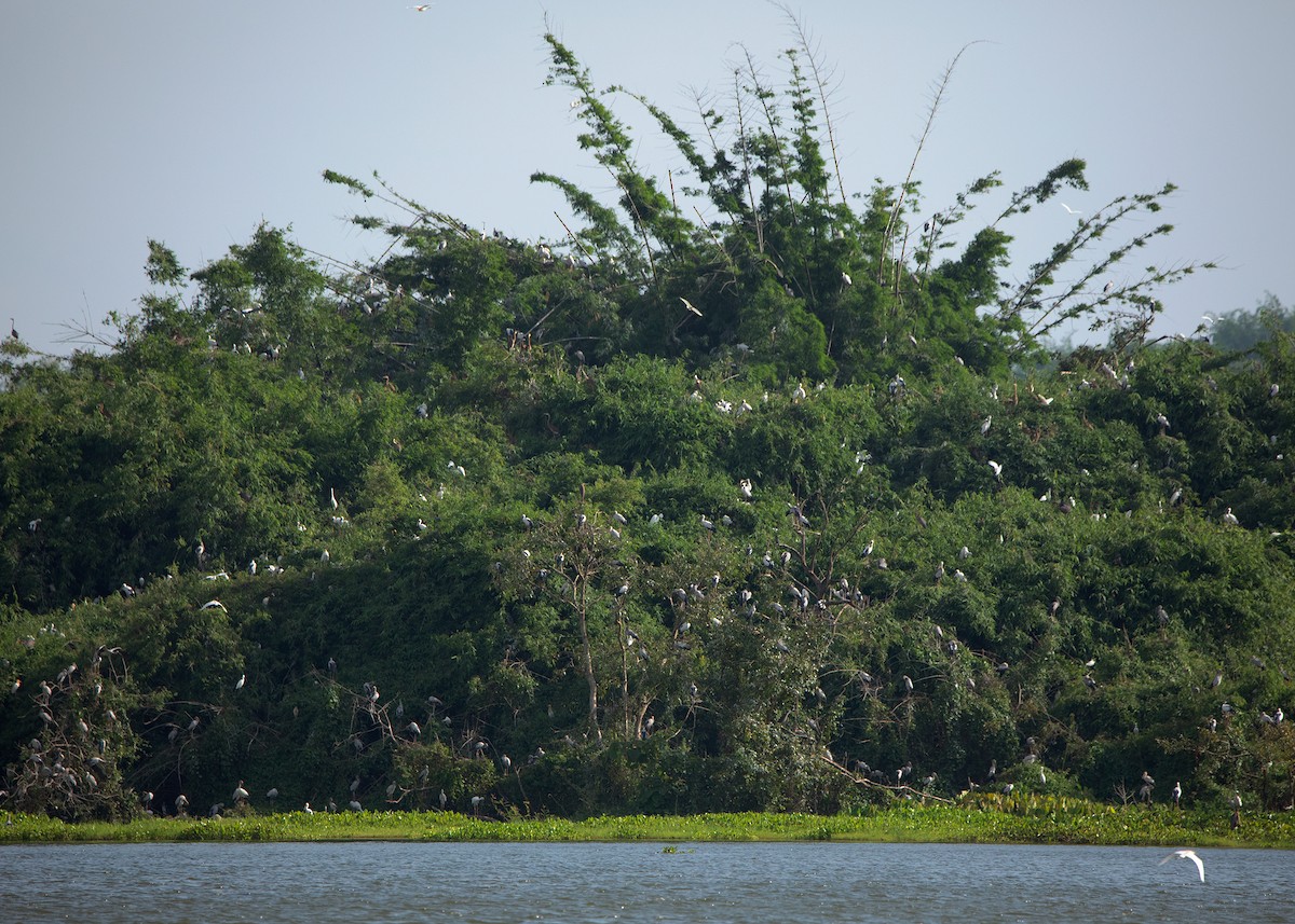 Asian Openbill - ML459072271