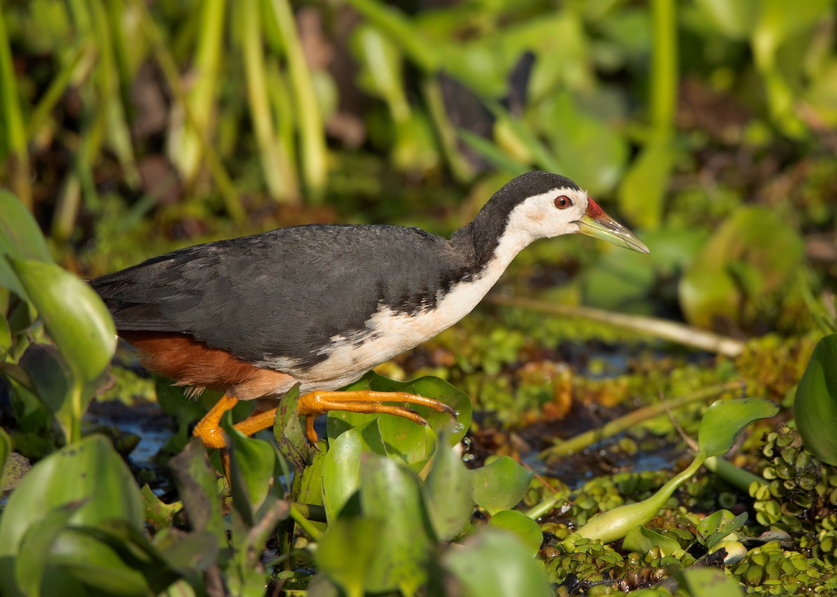 White-breasted Waterhen - Ayuwat Jearwattanakanok