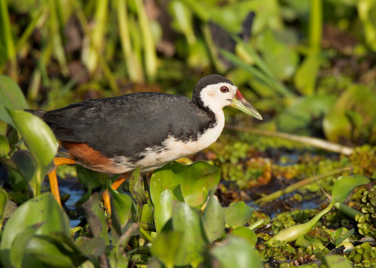 White-breasted Waterhen - ML459072311