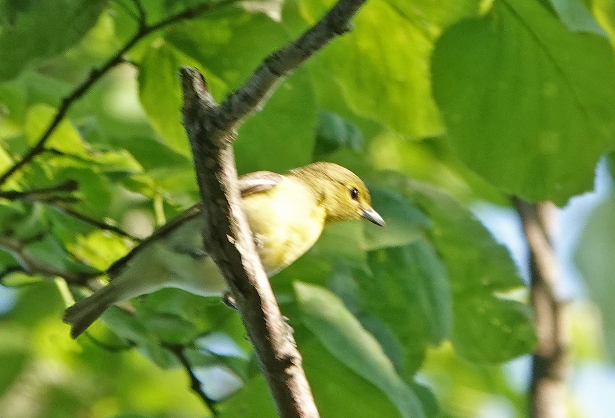 Yellow-throated Vireo - ML459072481