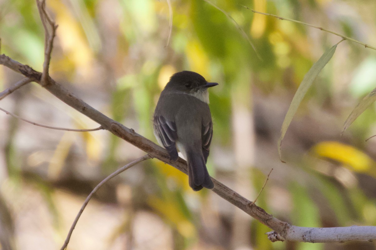 Eastern Phoebe - ML459073061