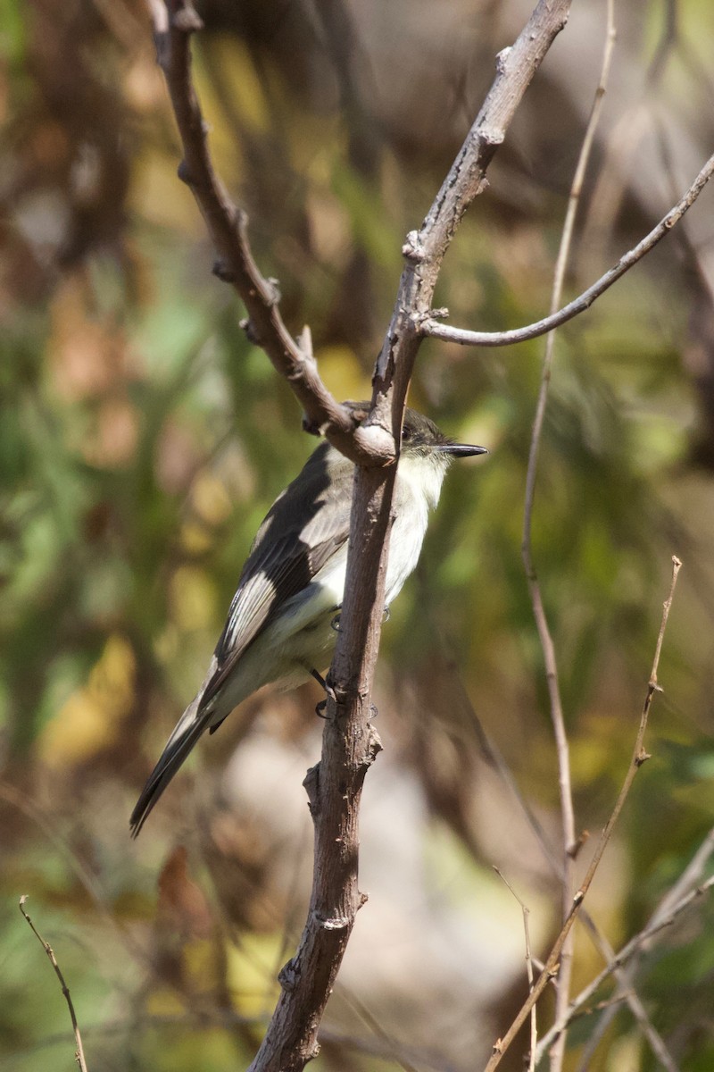 Eastern Phoebe - ML459073071