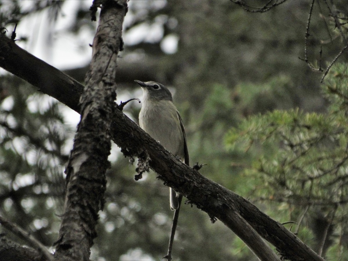 Cassin's Vireo - ML459073551