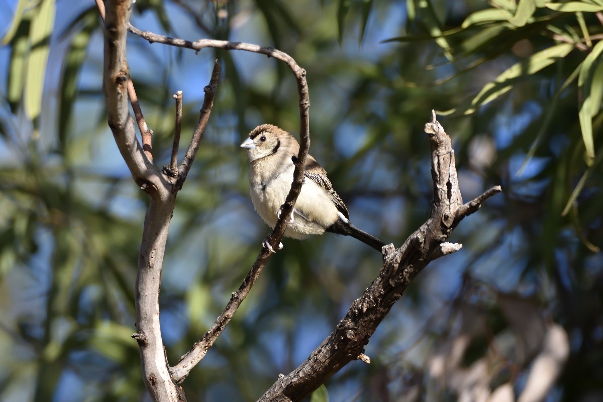 Double-barred Finch - ML459075101