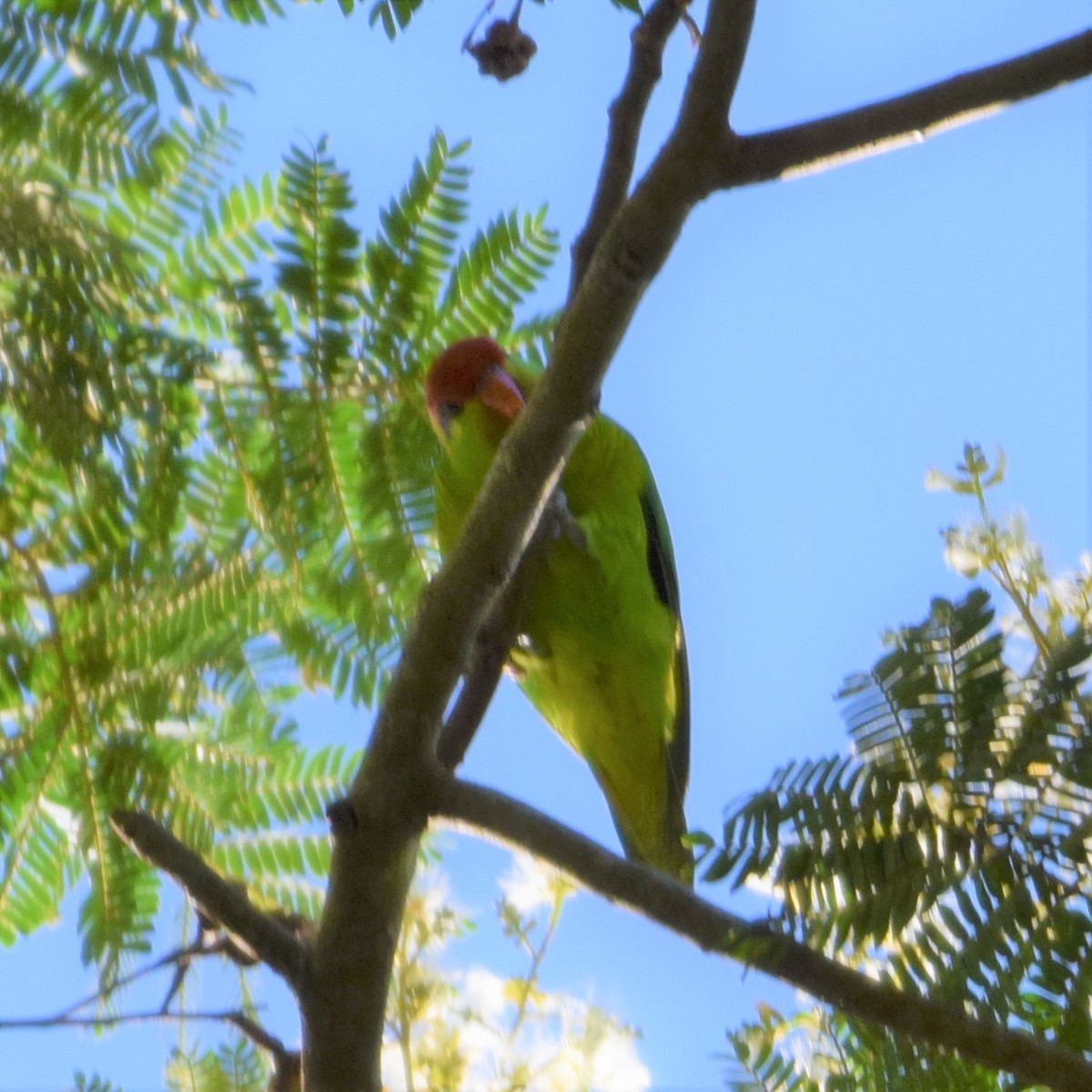 Iris Lorikeet - ML459079431