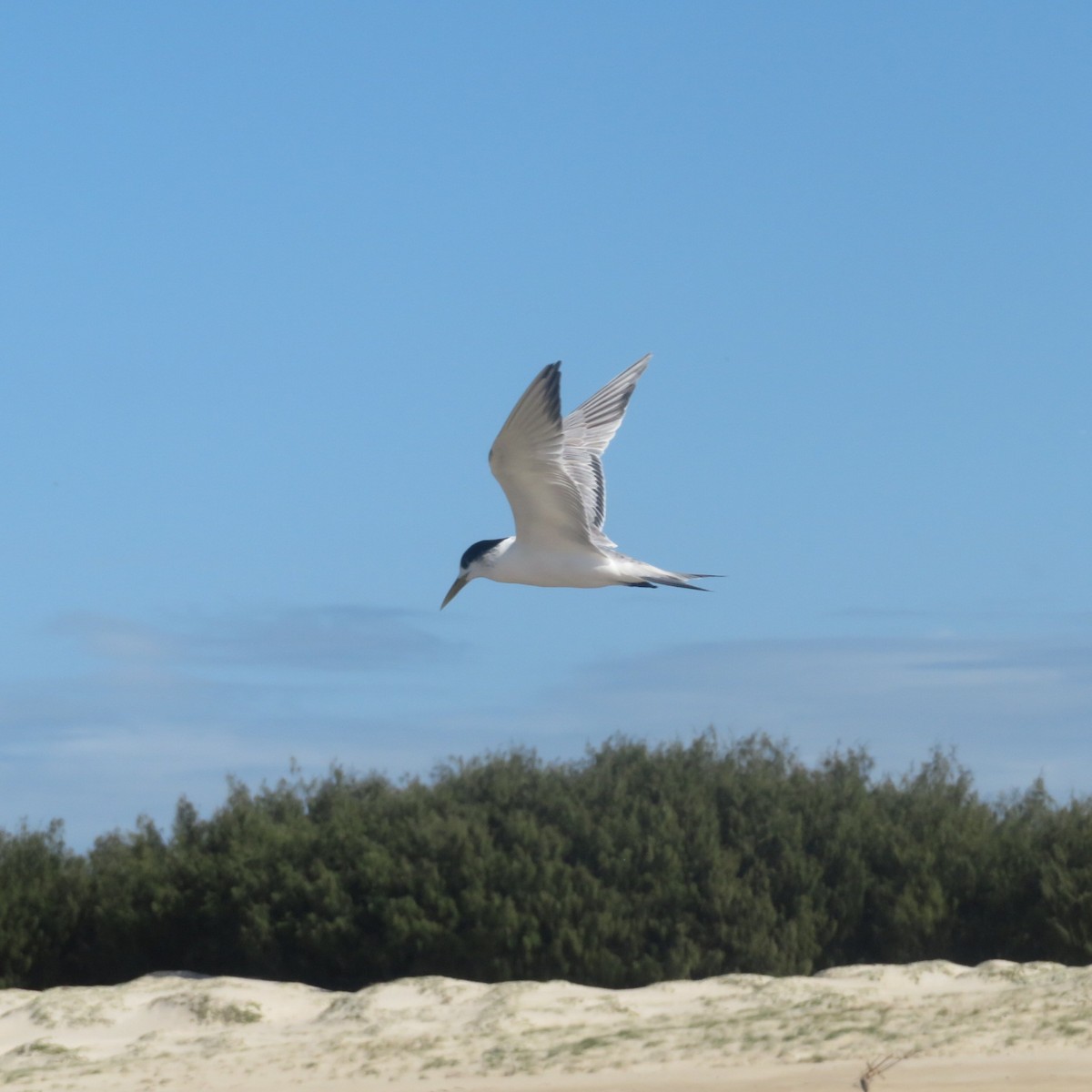 Great Crested Tern - ML459079731