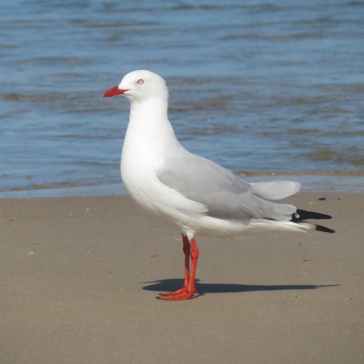 Silver Gull - ML459079831