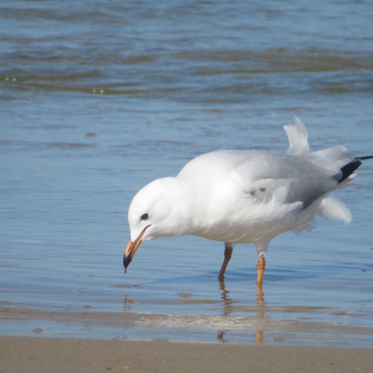 Silver Gull - ML459079891