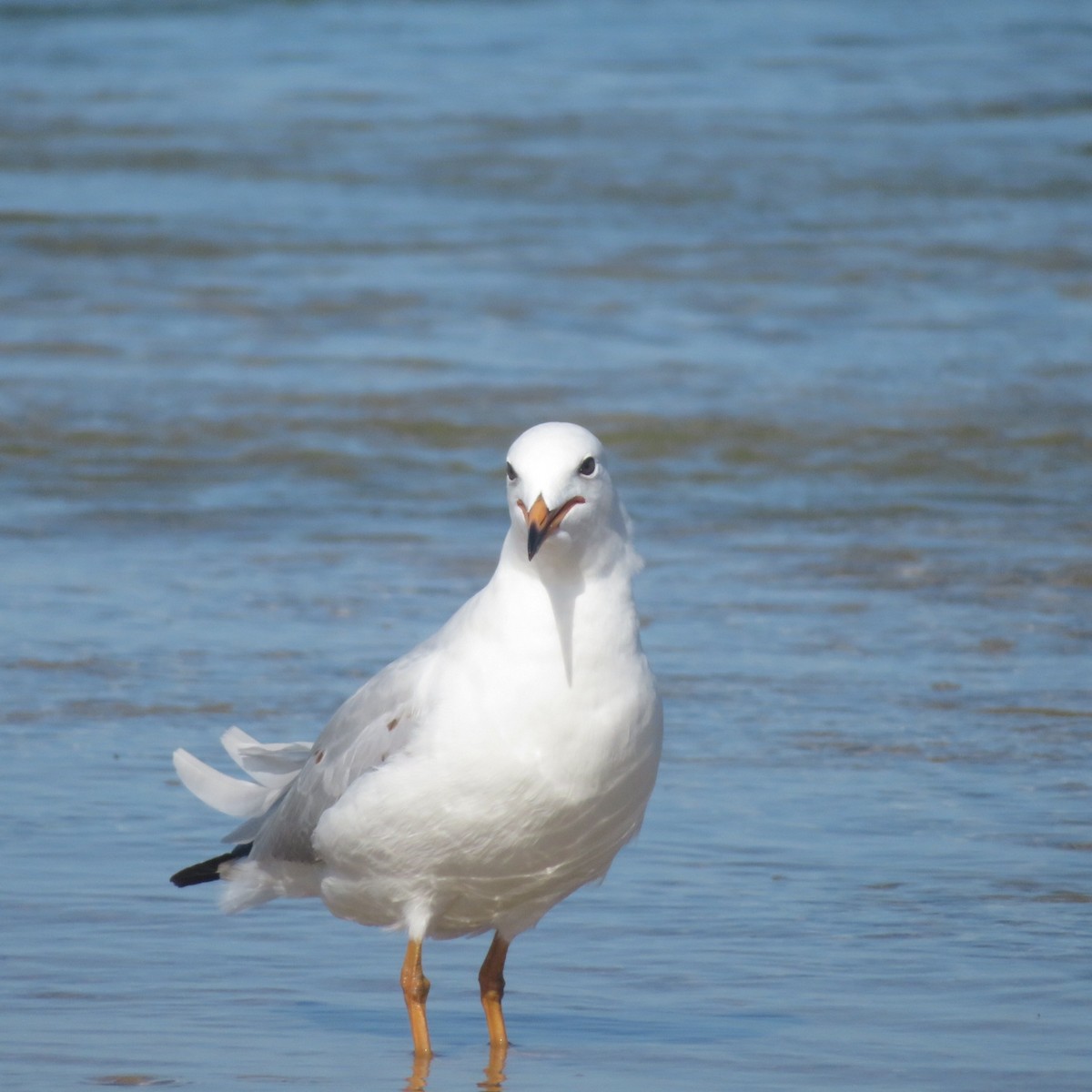 Silver Gull - ML459079911