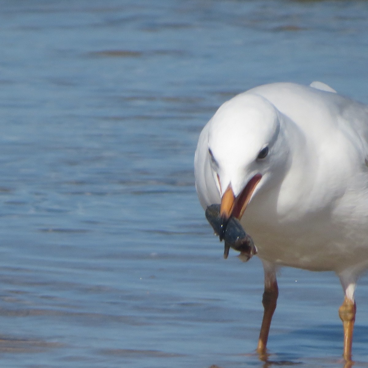 Silver Gull - ML459079961