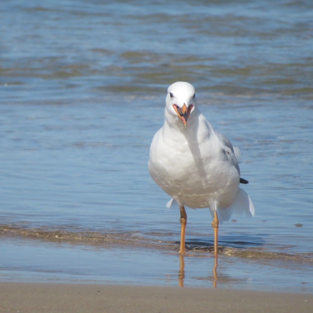 Silver Gull - ML459080001