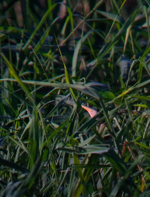 Little Bittern - ML459080411