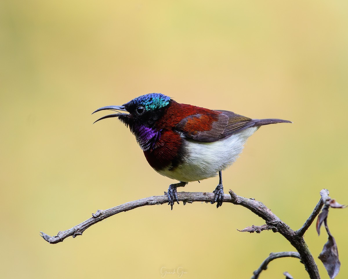 Crimson-backed Sunbird - ML459080871