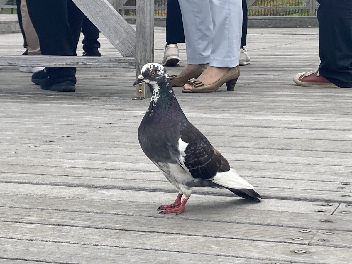 Rock Pigeon (Feral Pigeon) - ML459081641