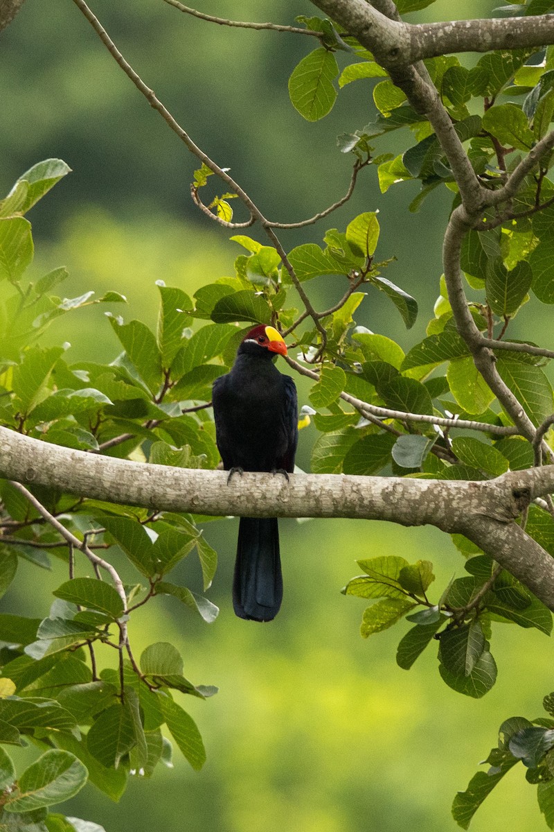 Violet Turaco - ML459081901