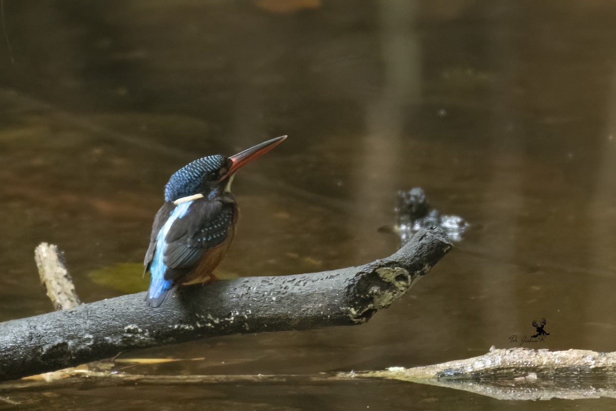 Martin-pêcheur méninting - ML459082321