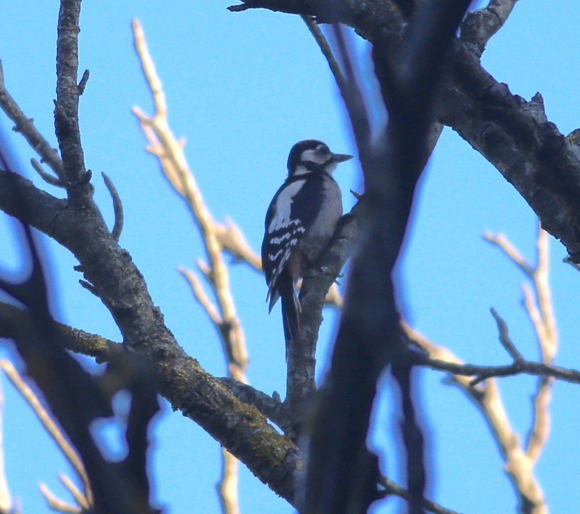 Great Spotted Woodpecker - ML459082601