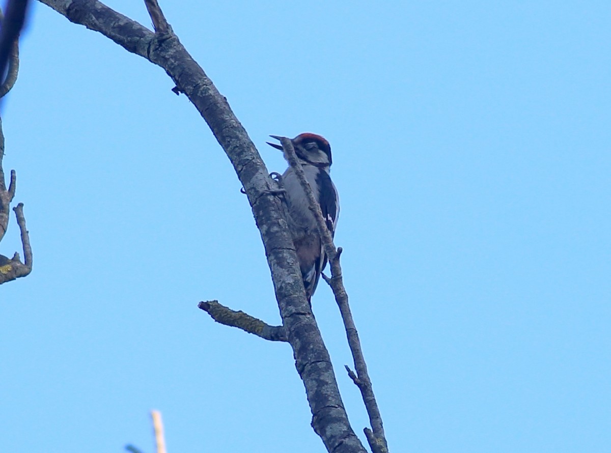 Great Spotted Woodpecker - ML459082611