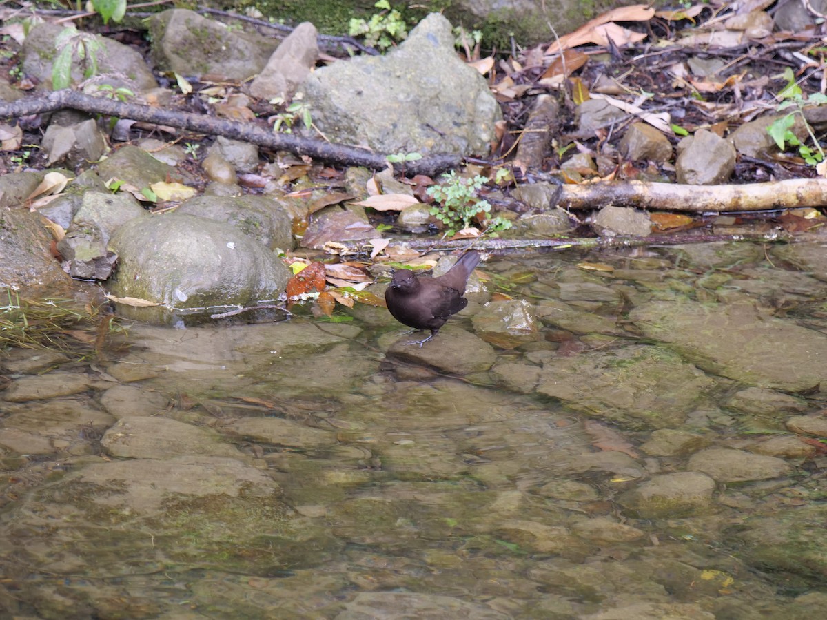 Brown Dipper - Yulin Shen