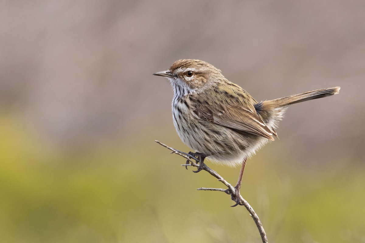 Rufous Fieldwren - Andreas Heikaus