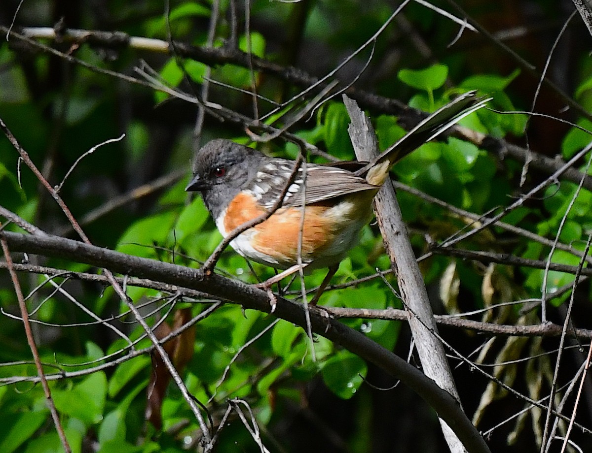 Spotted Towhee - Kristen Cart