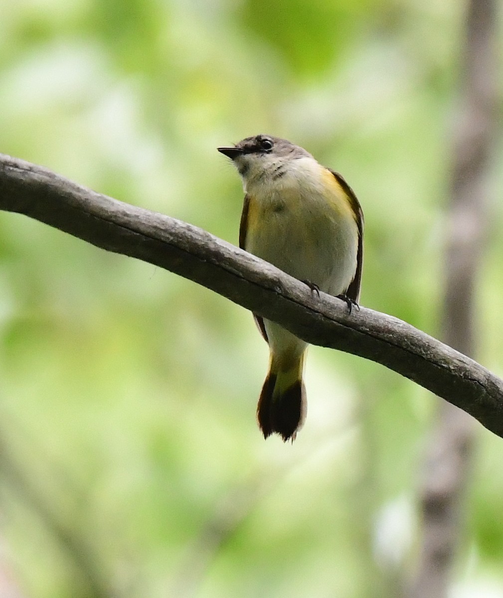 American Redstart - ML459084741