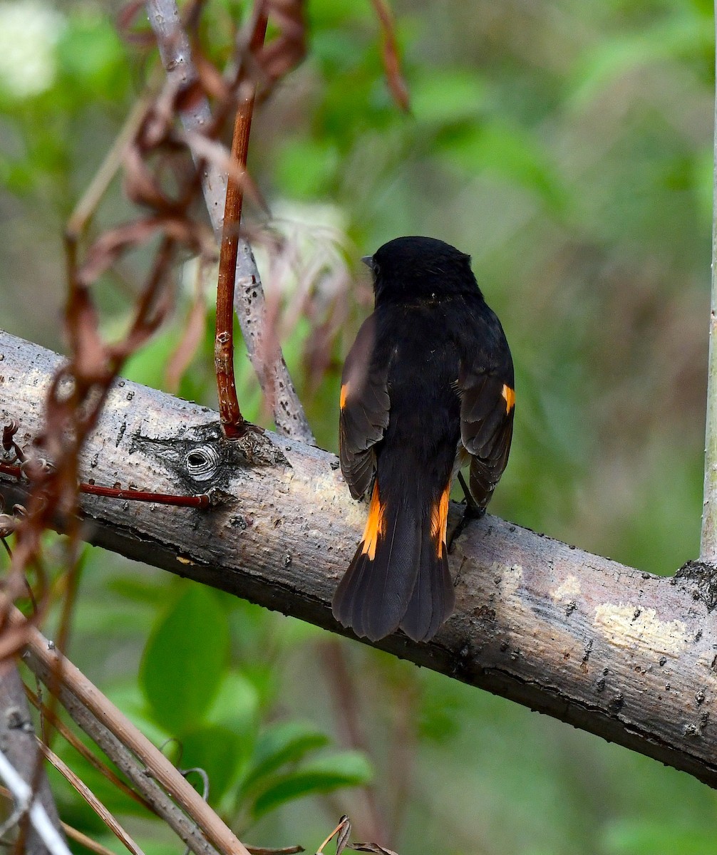 American Redstart - ML459084891