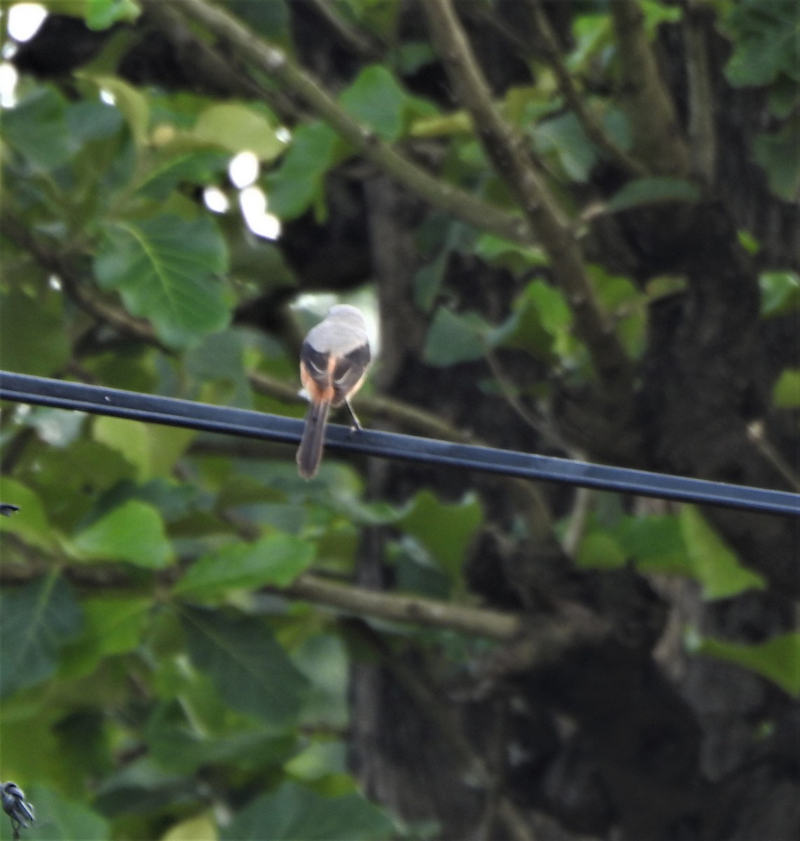 Long-tailed Shrike - ML459084961