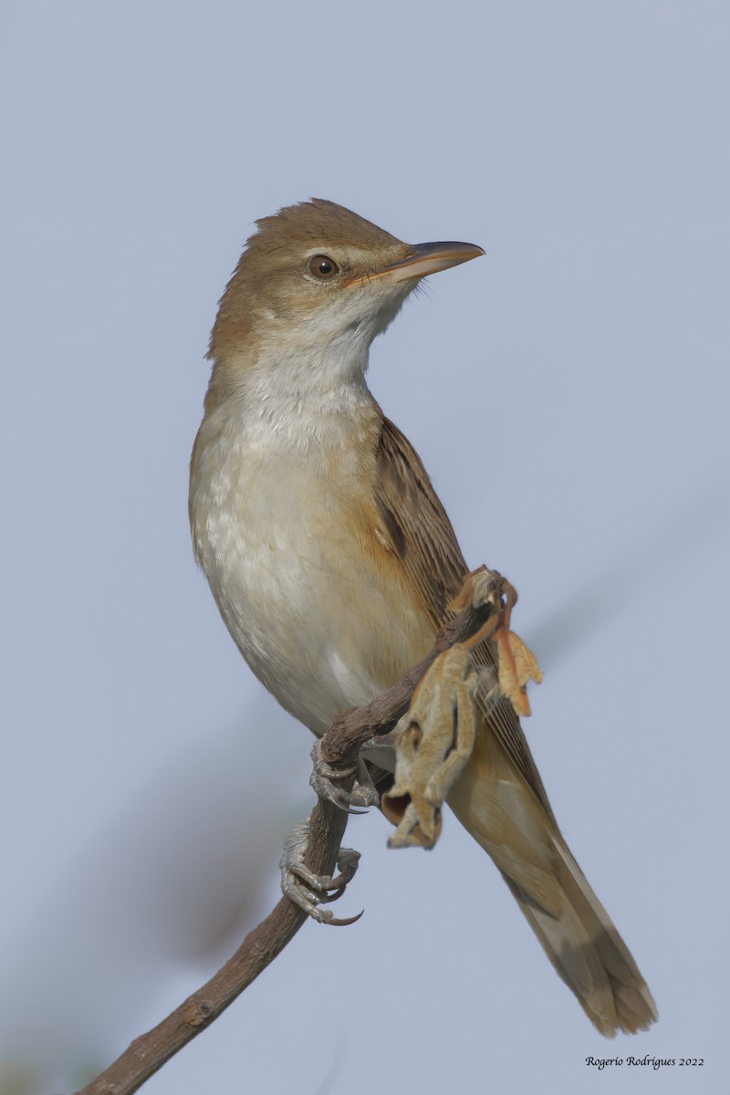 Great Reed Warbler - Rogério Rodrigues
