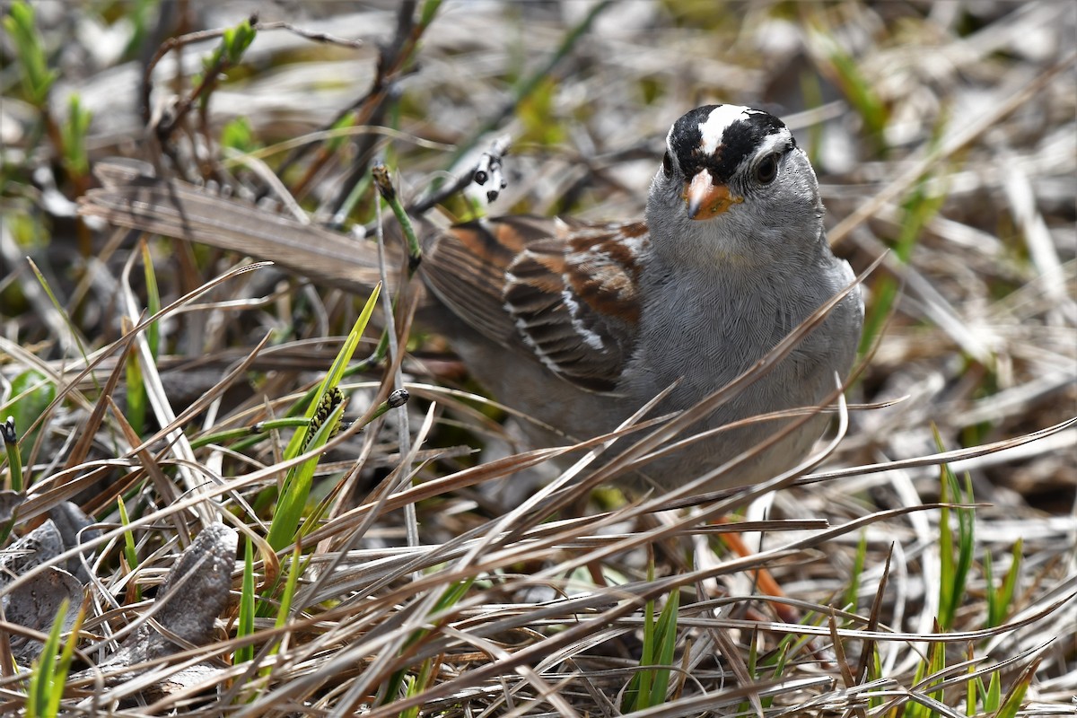 Bruant à couronne blanche - ML459085461