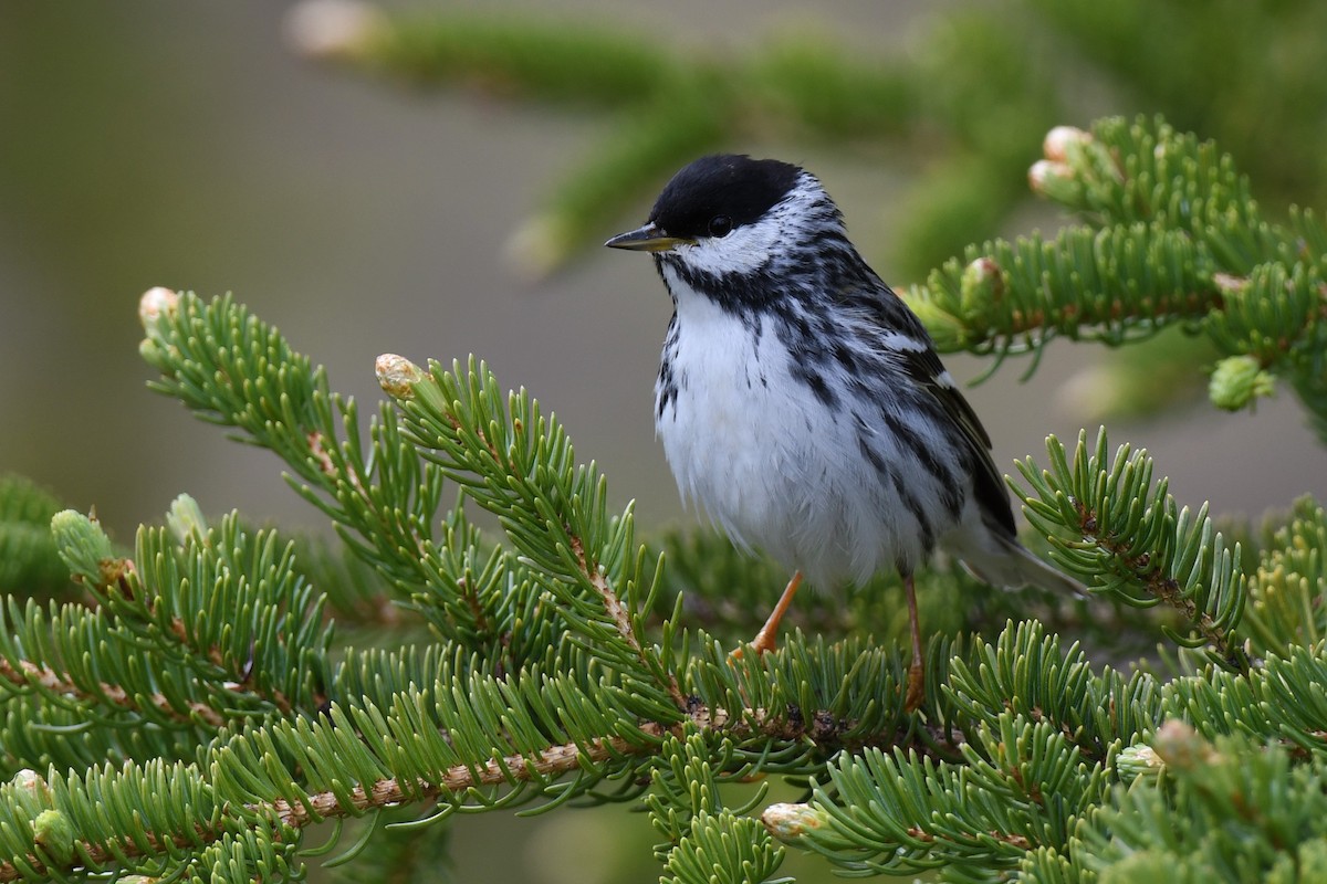 Blackpoll Warbler - Timothy Piranian