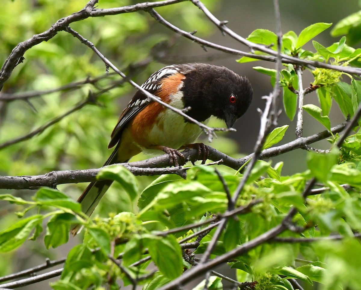 Spotted Towhee - Kristen Cart