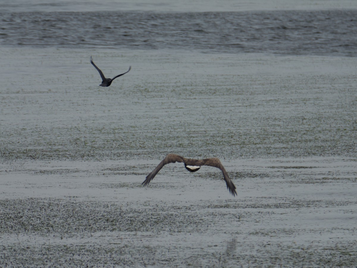 White-tailed Eagle - ML459090141