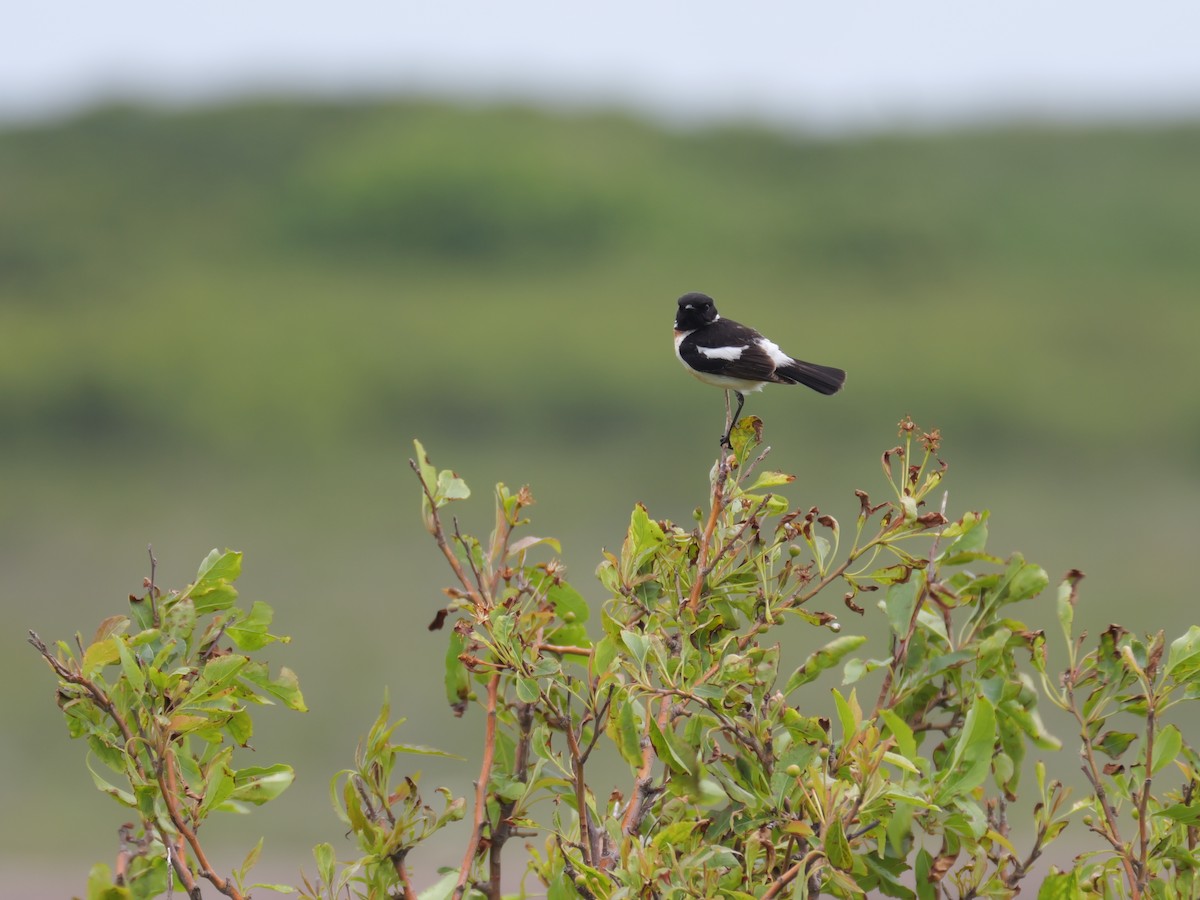 Amur Stonechat - ML459090201