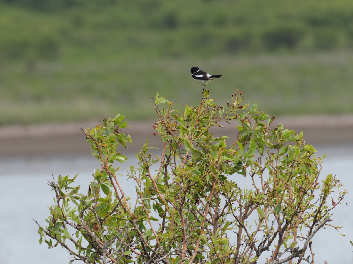 Amur Stonechat - ML459090211