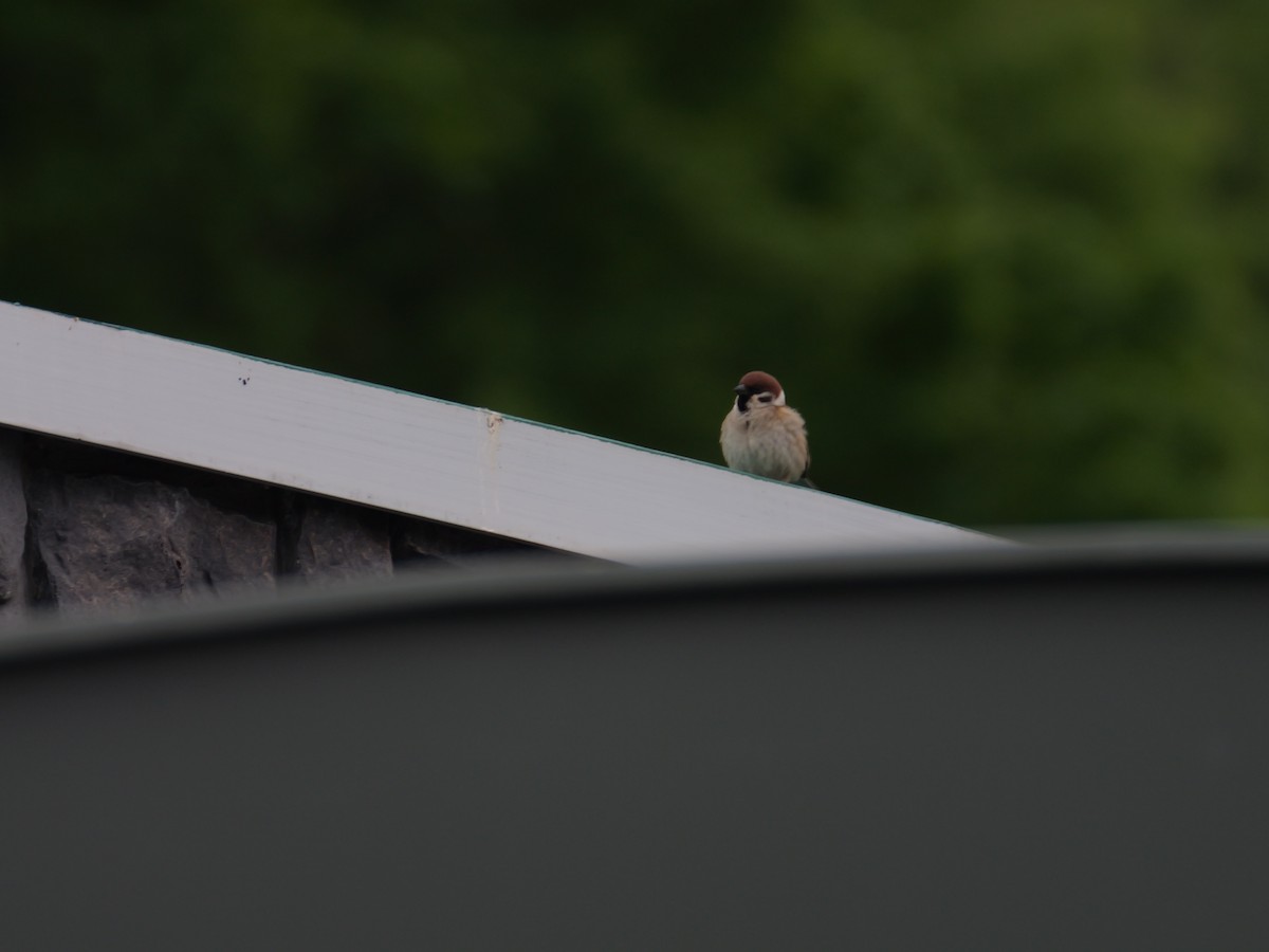 Eurasian Tree Sparrow - ML459090231