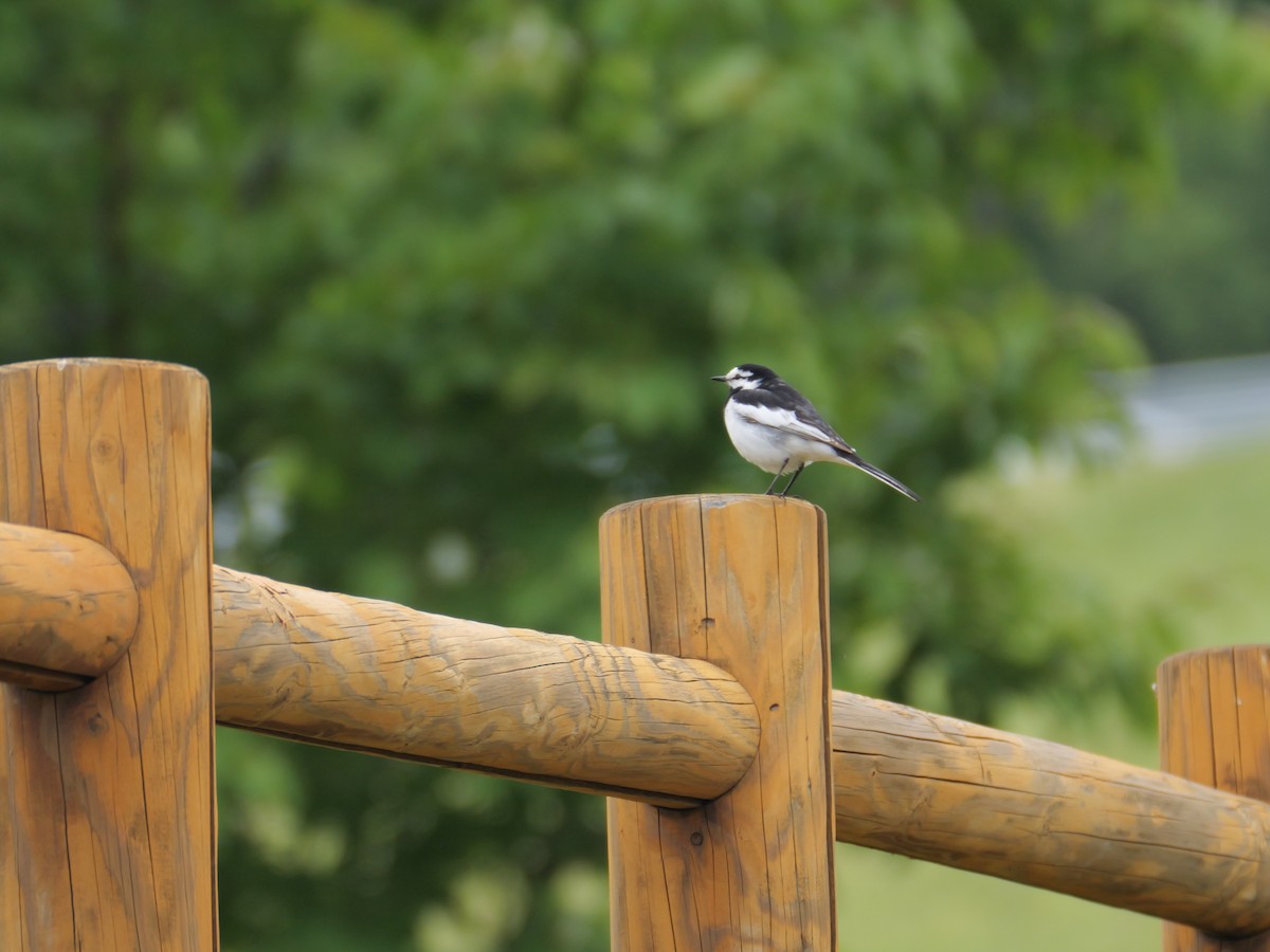 White Wagtail - ML459090251