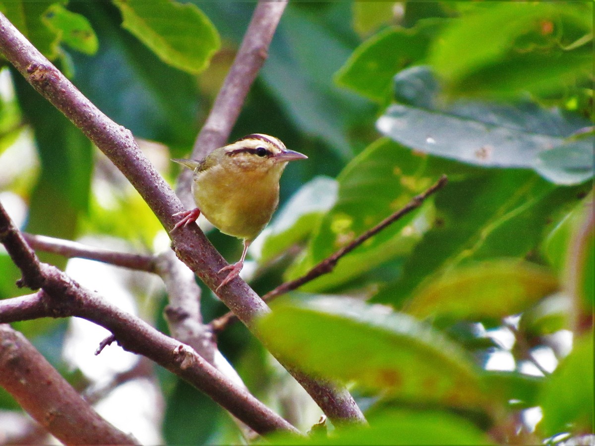 Worm-eating Warbler - ML45909031