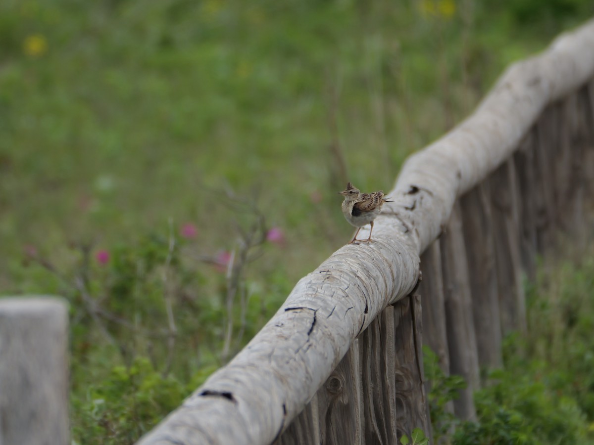 Eurasian Skylark - ML459090361