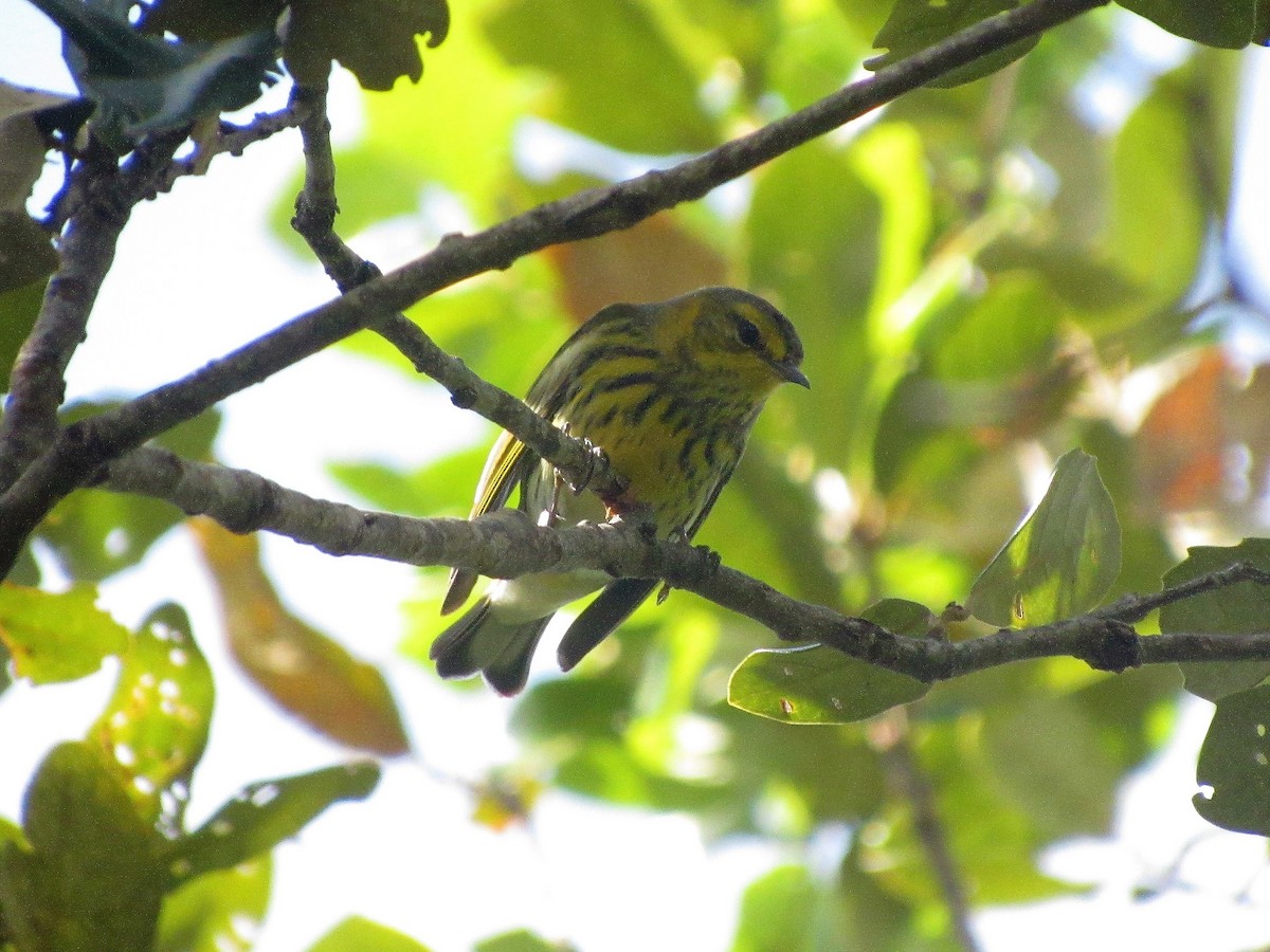 Cape May Warbler - ML45909041