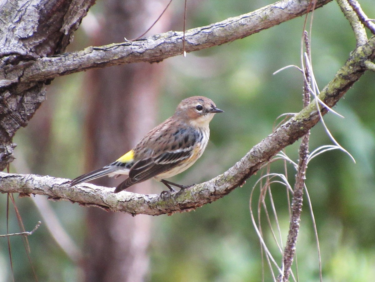 Yellow-rumped Warbler (Myrtle) - ML45909161